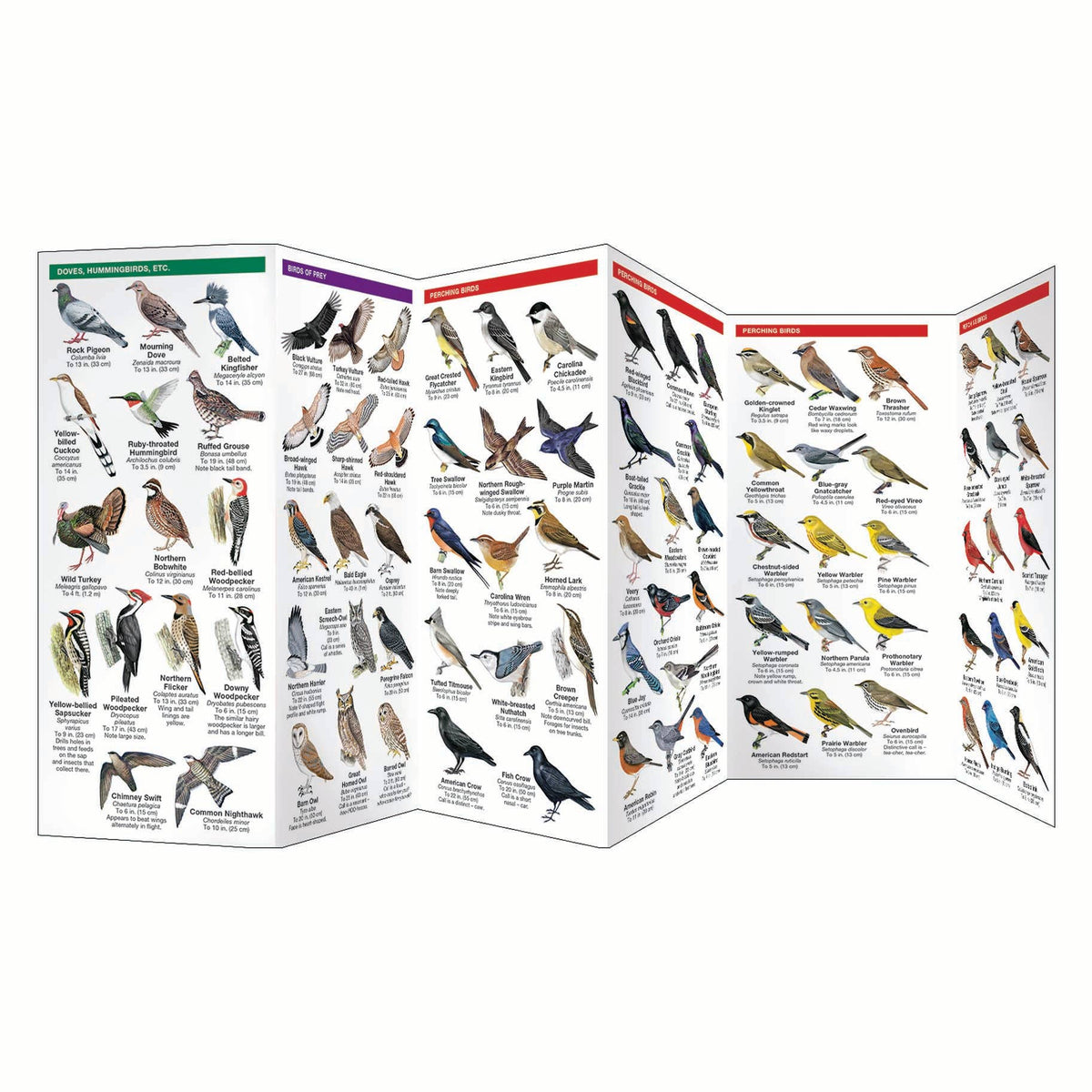 Virginia Birds Nature Guide