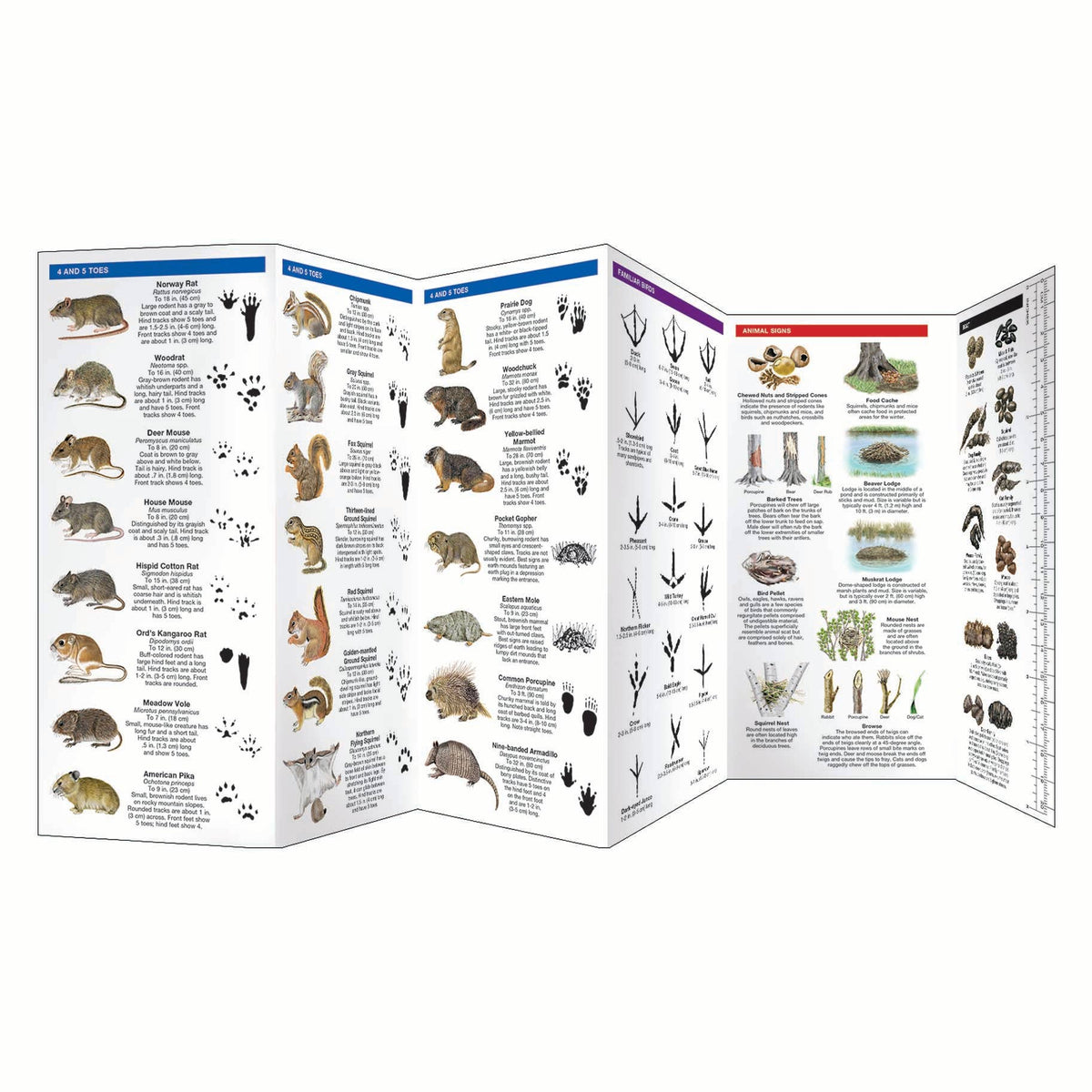 Animal Tracks Folding Pocket Guide