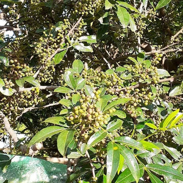 Wild Timur Pepper (Timut pepper) - Single Origin Spice: 1.0 oz grinder-top jar
