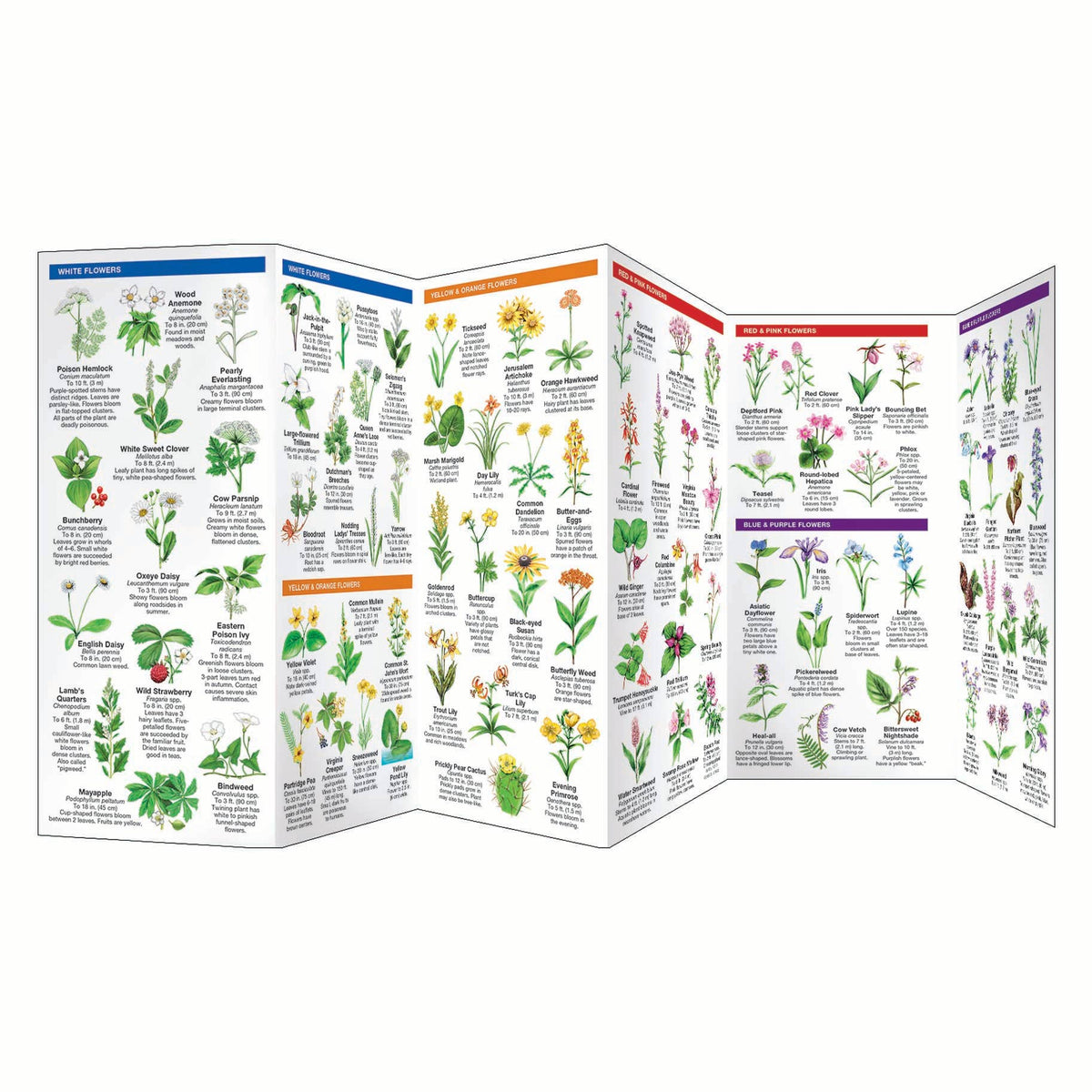 Virginia Trees &amp; Wildflowers Nature Guide